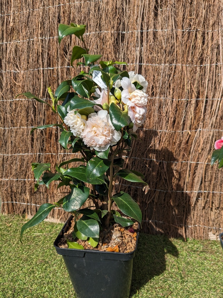 CAMELLIA x Jury's yellow (blanc) C.4L RC 5 ans