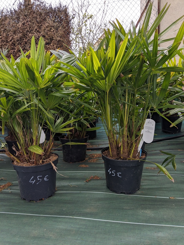 TRACHYCARPUS fortunei C.7L multi/P27cm 50-60 cm