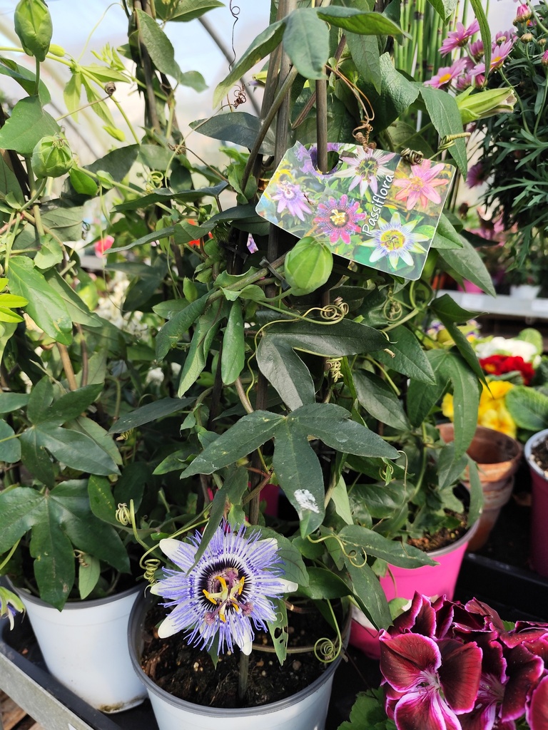 Passiflore Pyramide