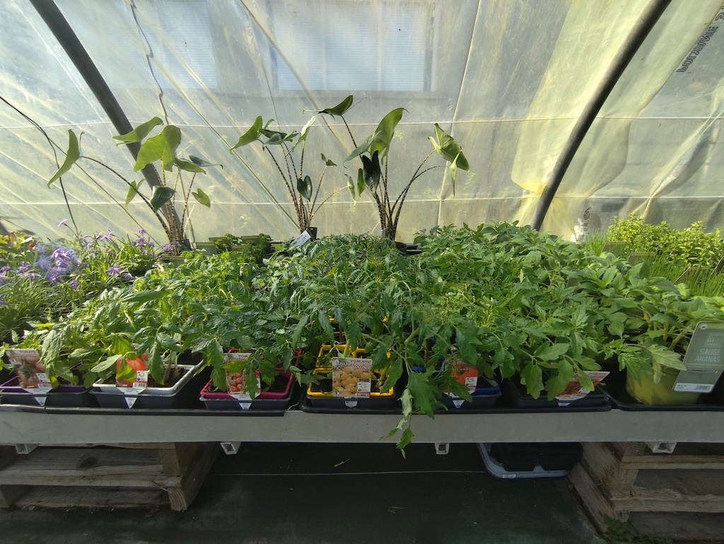 Tomates Barquette de 6 / CoeurDB/ NoirDC/ Marmande/ Grappe/ Cerise/ 