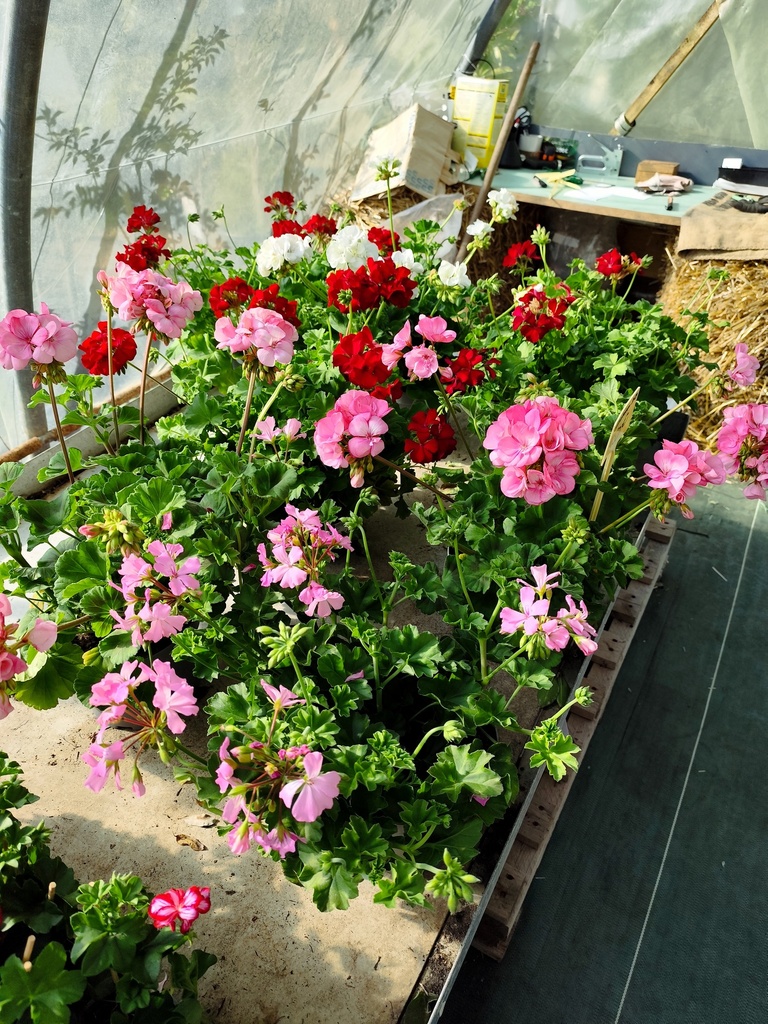 Geranium Zonale droit  D19