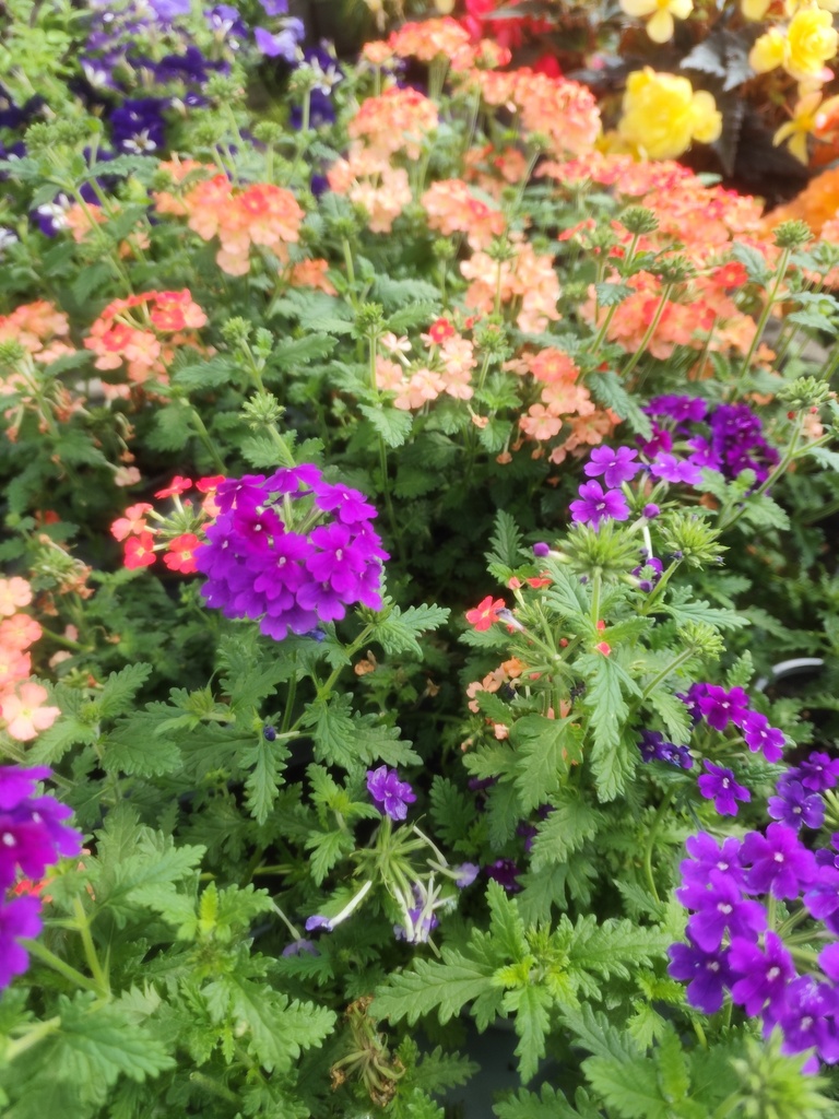  Verveine  D10.5