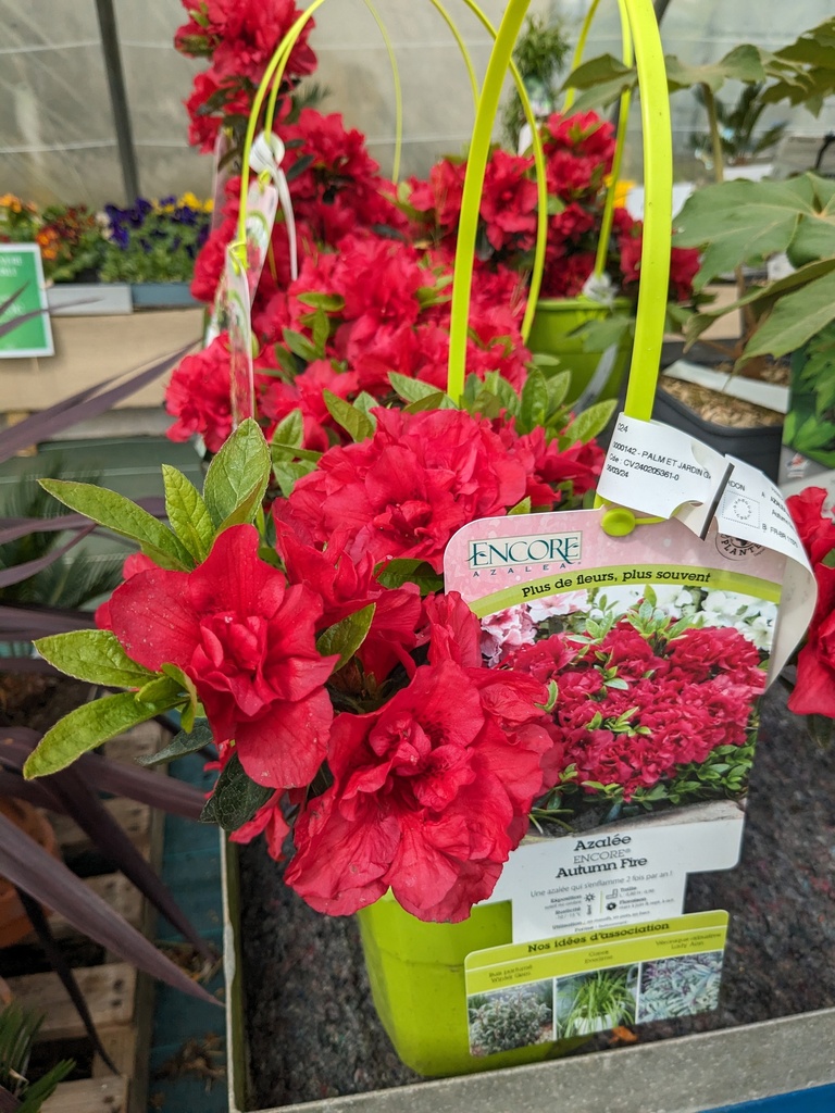 AZALEA encore C.4L GP Autumn fire (rouge)