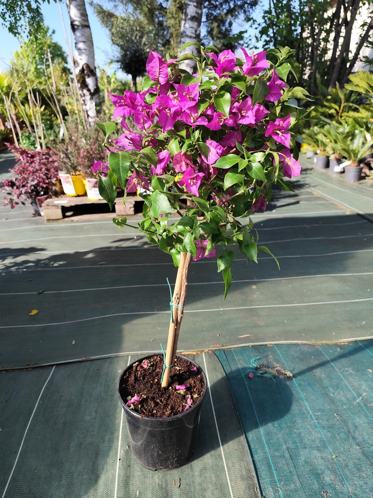 Bougainvilliers sur tige