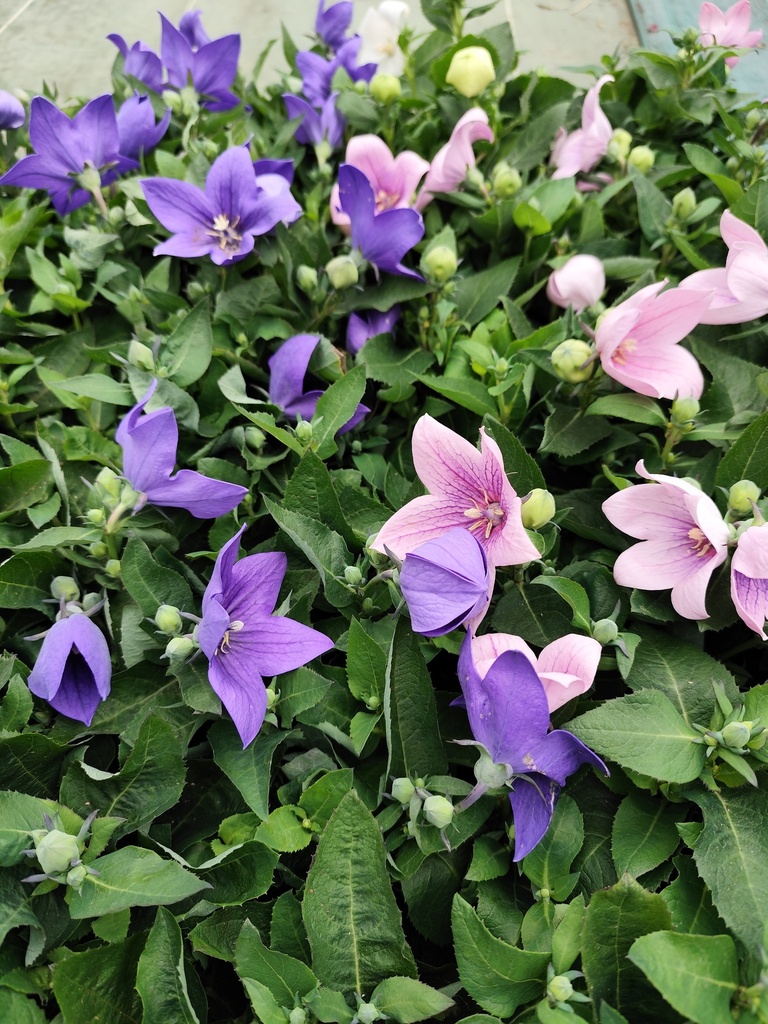 Campanule à grandes fleurs