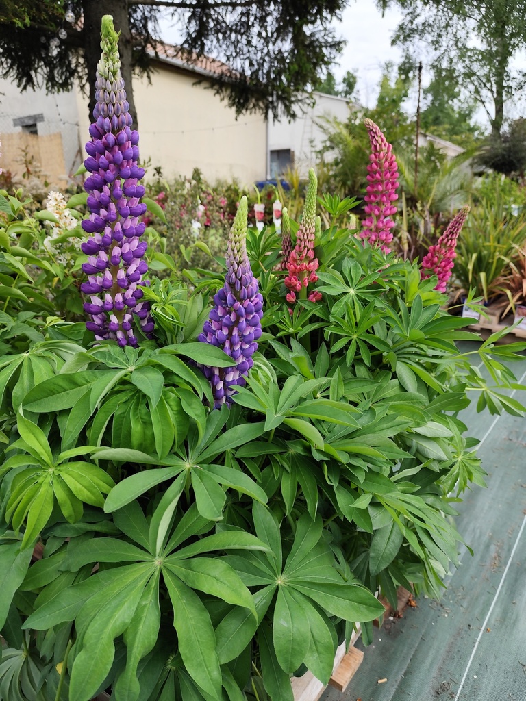 Lupin - Lupinus C10