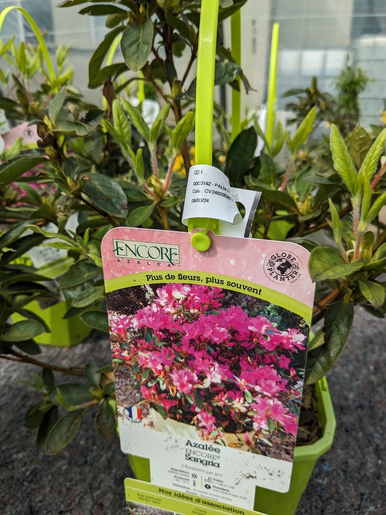 AZALEA encore C.4L GP Sangria (violet)