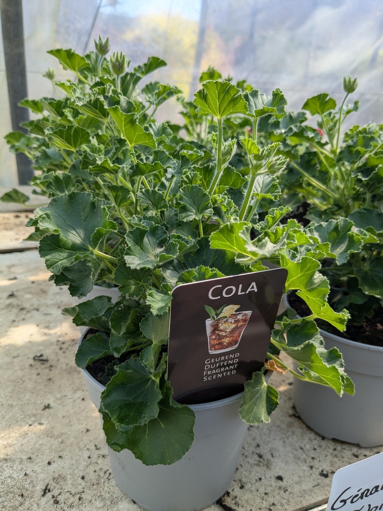 GERANIUM odorant COLA