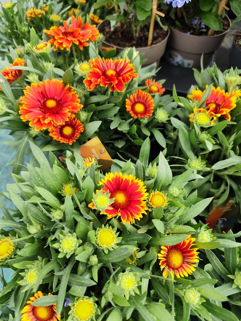 Gaillarde Aristata Kobold