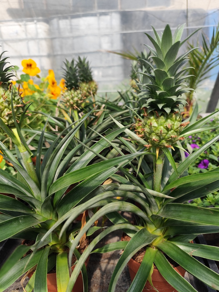 Ananas Corona