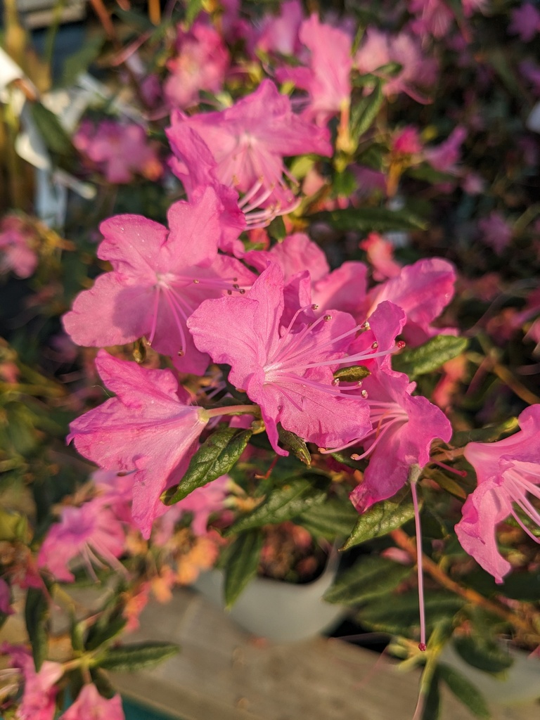 RHODODENDRON mucronulatum (rose) C.4L RC