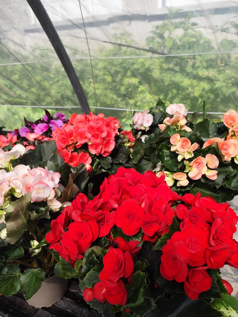 BEGONIA ELATIOR D18