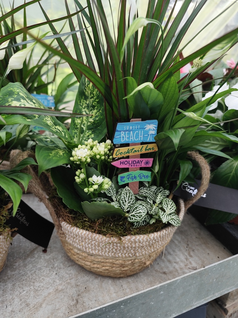 Assortiment plantes panier