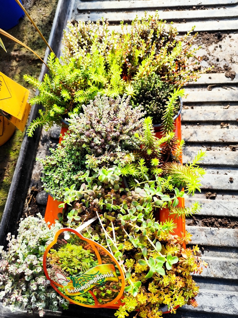 Sedum D11