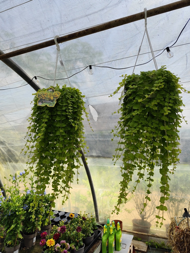 SUSPENSION Lysimachia 