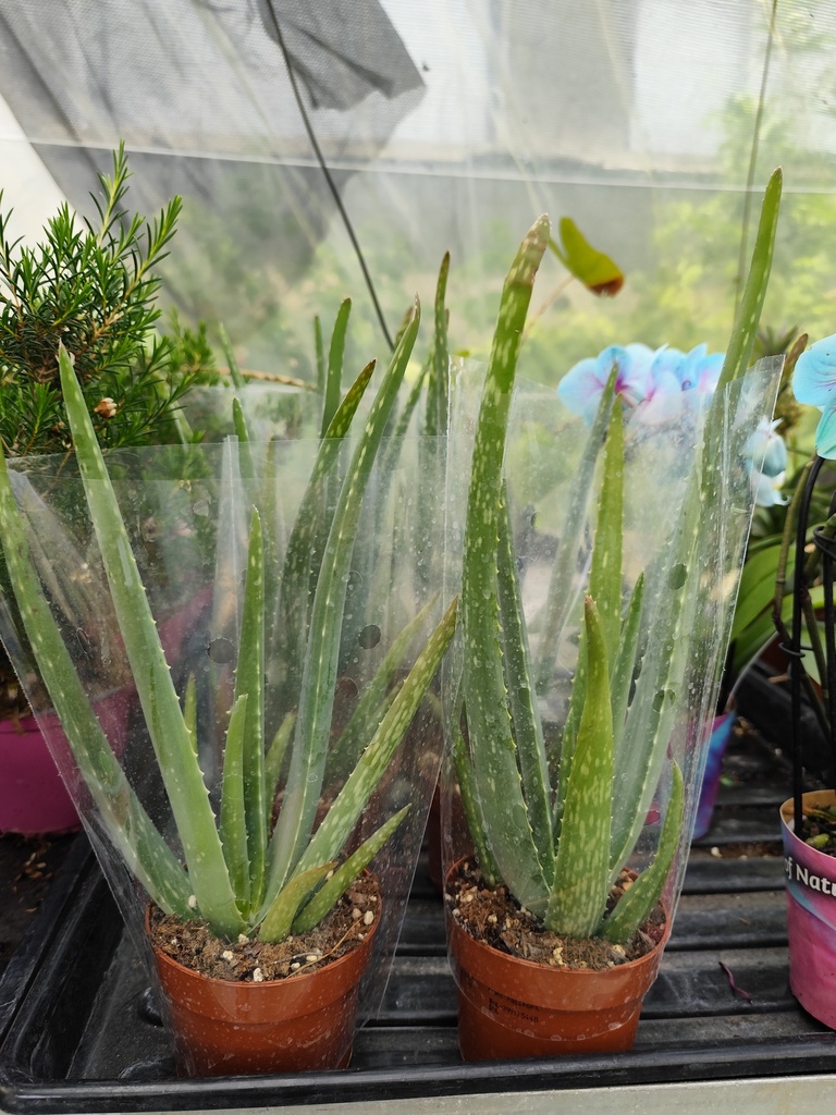 Aloe vera D10