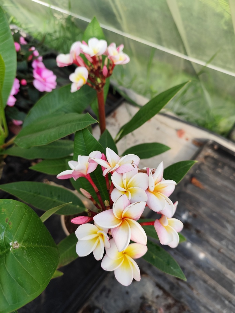 Plumeria Rubra / Frangipanier