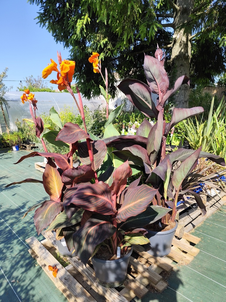 CANNA durban/pretoria 125cm