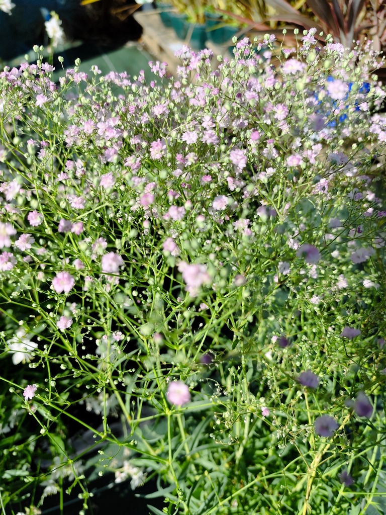 GYPSOPHILE Flamingo