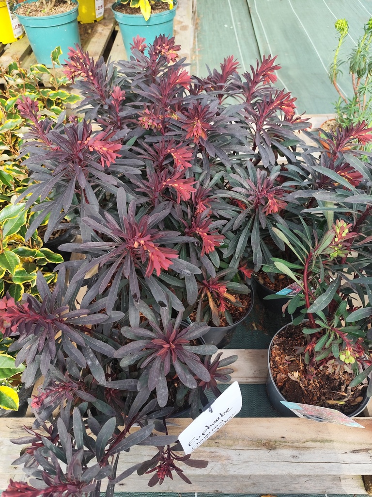 EUPHORBIA characias miners merlot Pot de 3L 