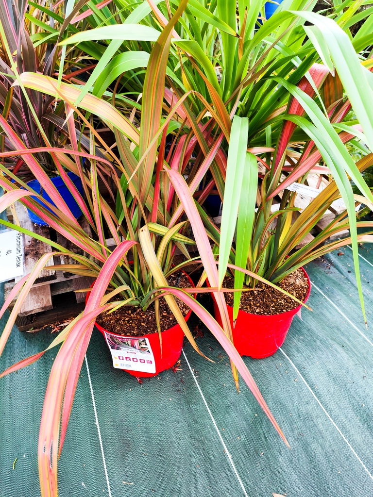 Phormium Tenax Jester 4L