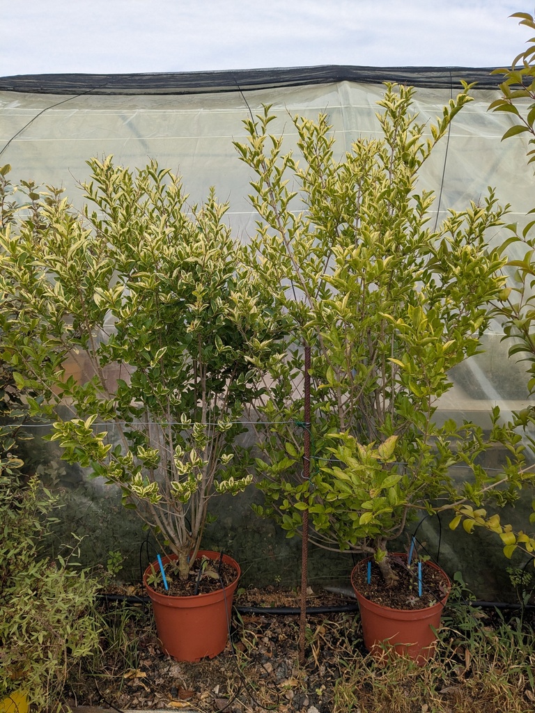 Troene doré - Ligustrum ovalifolium Aureum 7.5L