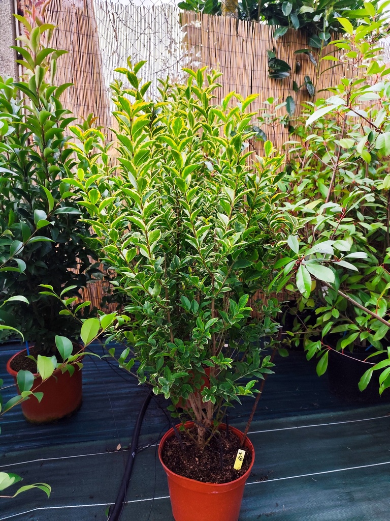 Troene doré - Ligustrum ovalifolium Aureum 7.5L