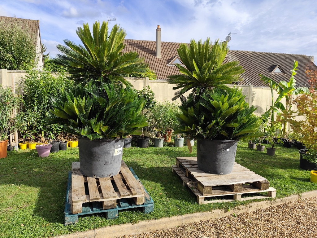 Cycas revoluta 140L