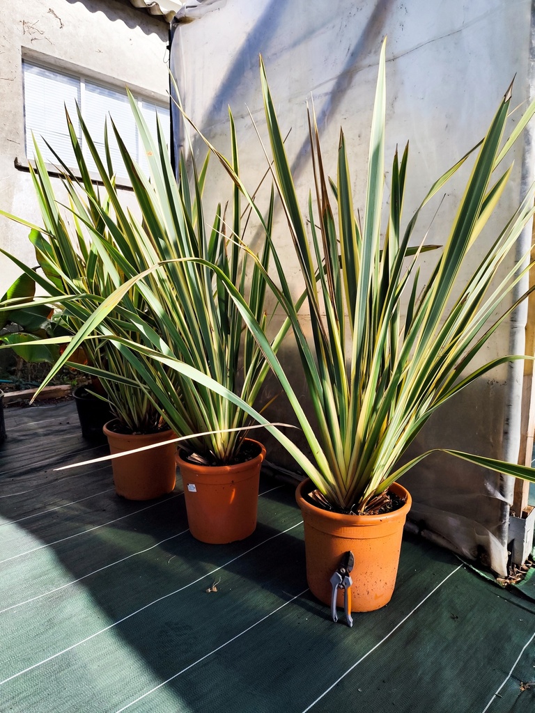 Phormium tenax panaché 