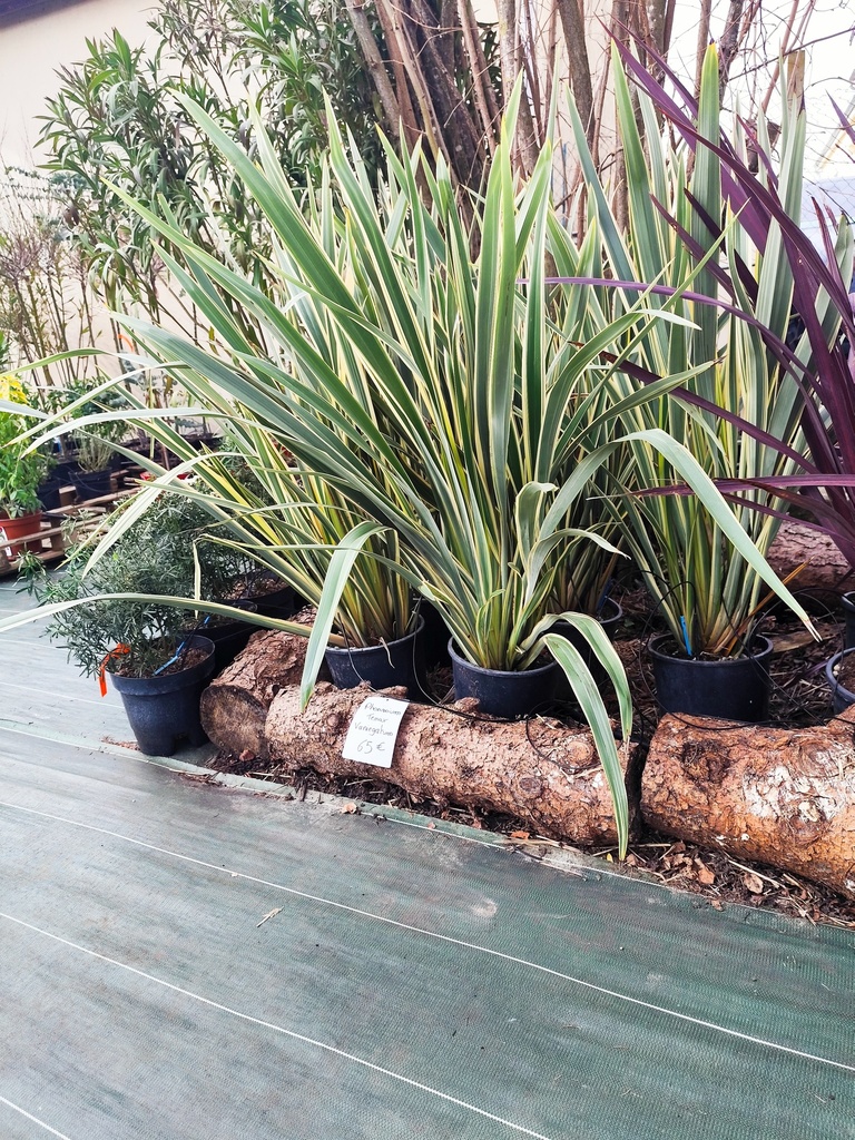 Phormium tenax variegatum