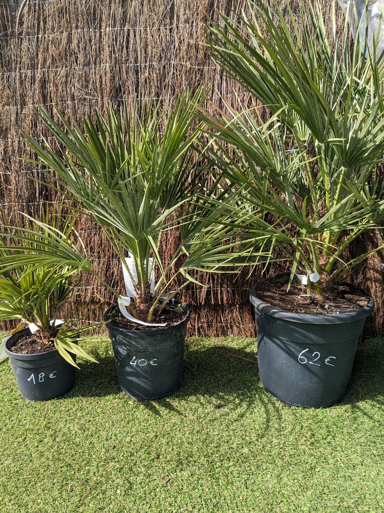 CHAMAEROPS humilis C.3L