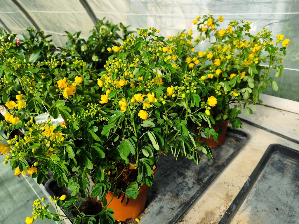 Cassia Floribunda D19