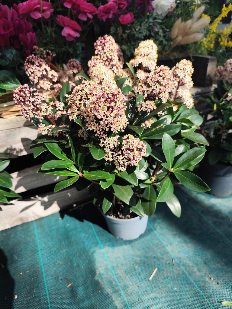 Skimmia Japonica Rubella D17