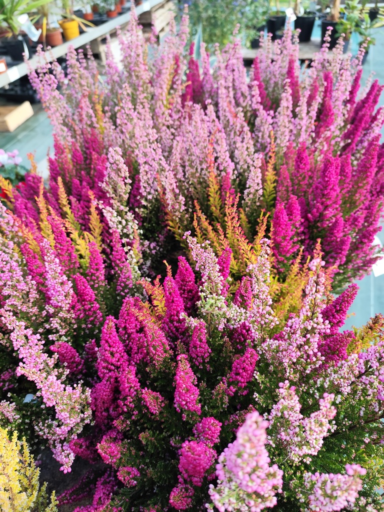 Erica Gracilis tricolor D16 