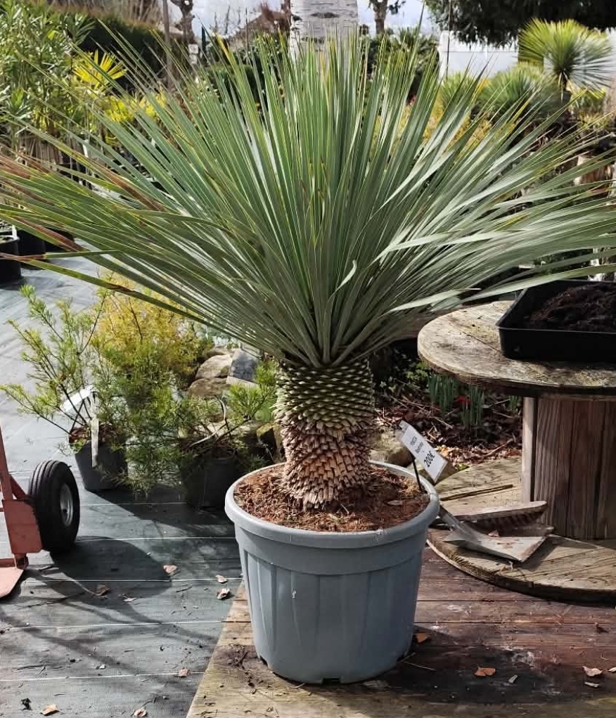 YUCCA Rostrata 35L