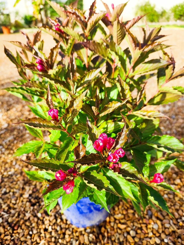 WEIGELIA Bristol ruby 4L