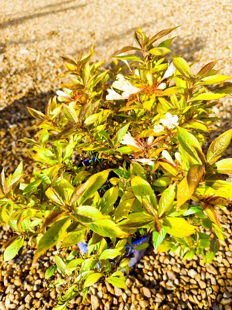 WEIGELIA candida 4L