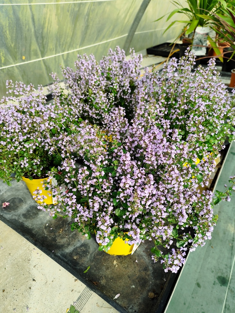 Calamintha nepeta 3L