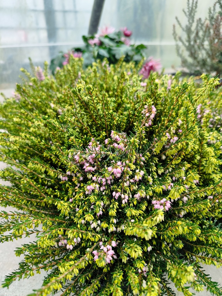 Erica Darleyensis D13