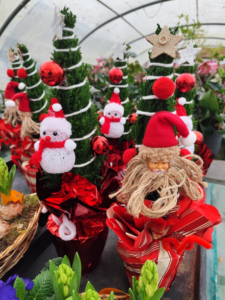 Cypres de Lawson Noel - Ellwoodii Natalizio