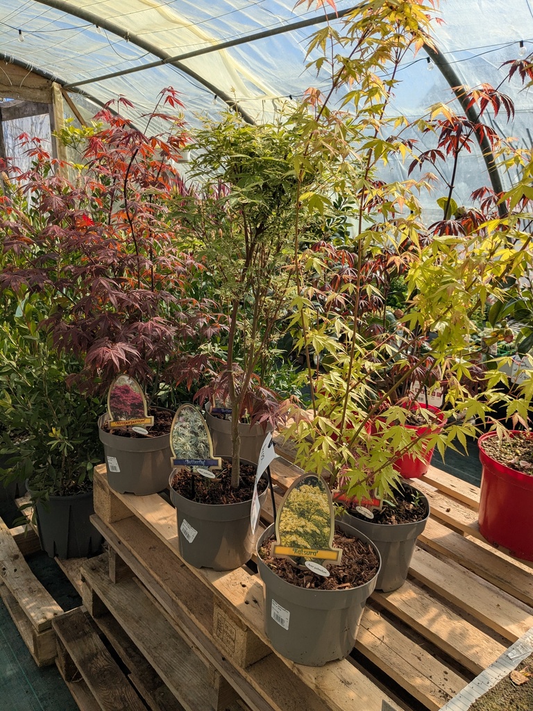 ACER / Erable du Japon