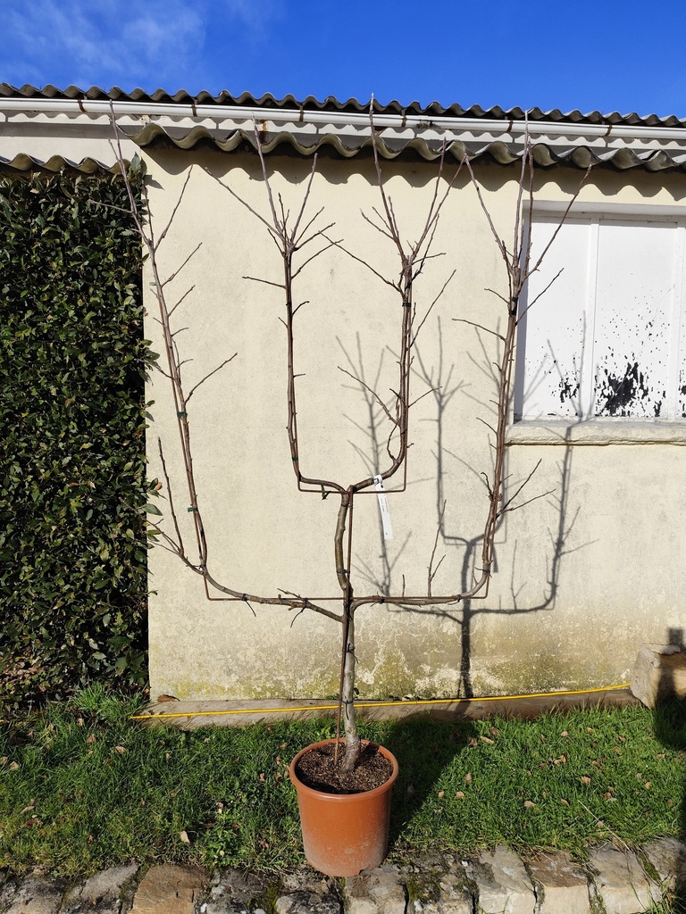 Pommier royal gala palmette 15L