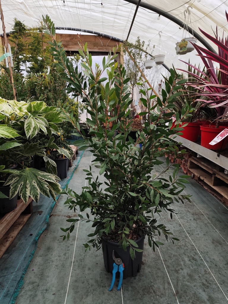 CALLISTEMON laevis / Rince bouteille 9L