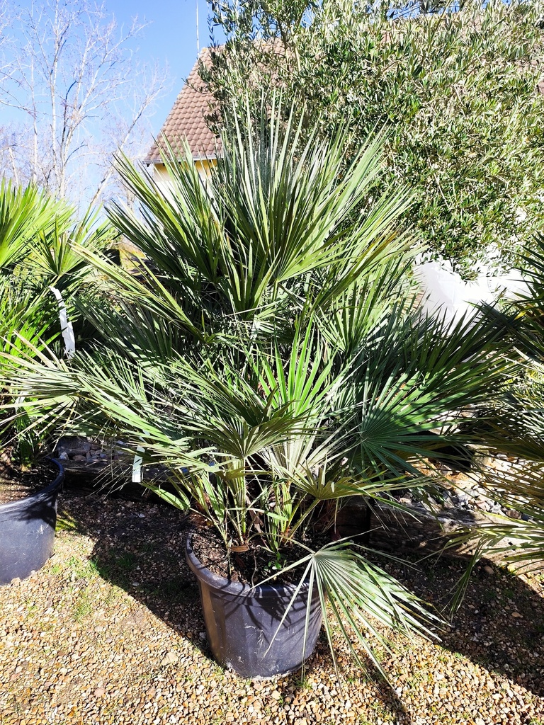 CHAMAEROPS HUMILIS 55L