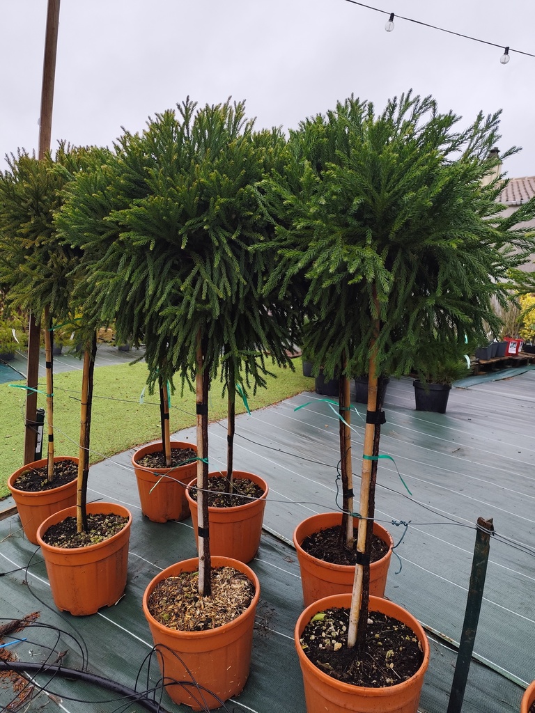 Cryptomeria japonica Globosa Nana - Cedre du Japon sur tige 15L
