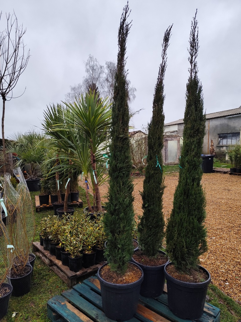Cypres de Provence - Cupressus sempervirens Pyramidalis 200/220