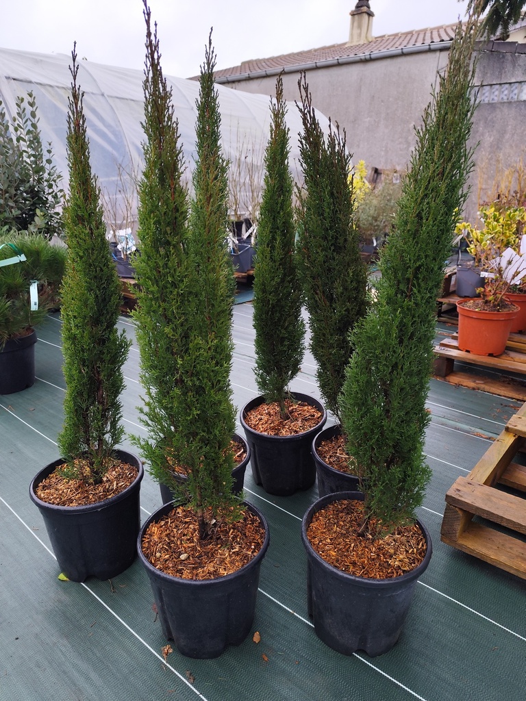 Cypres de Provence - Cupressus sempervirens Totem