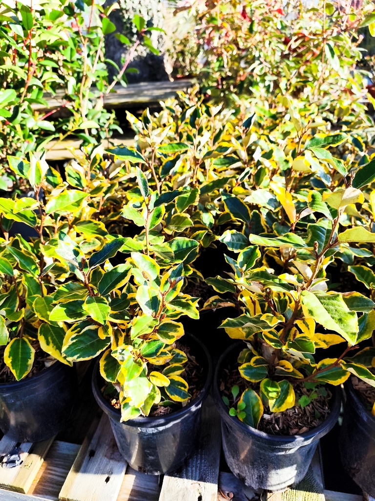 Elaeagnus ebbingei Viveleg 3L H20/30