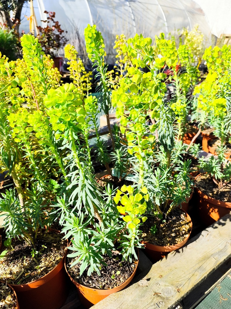 EUPHORBIA Characias Pot de 3L