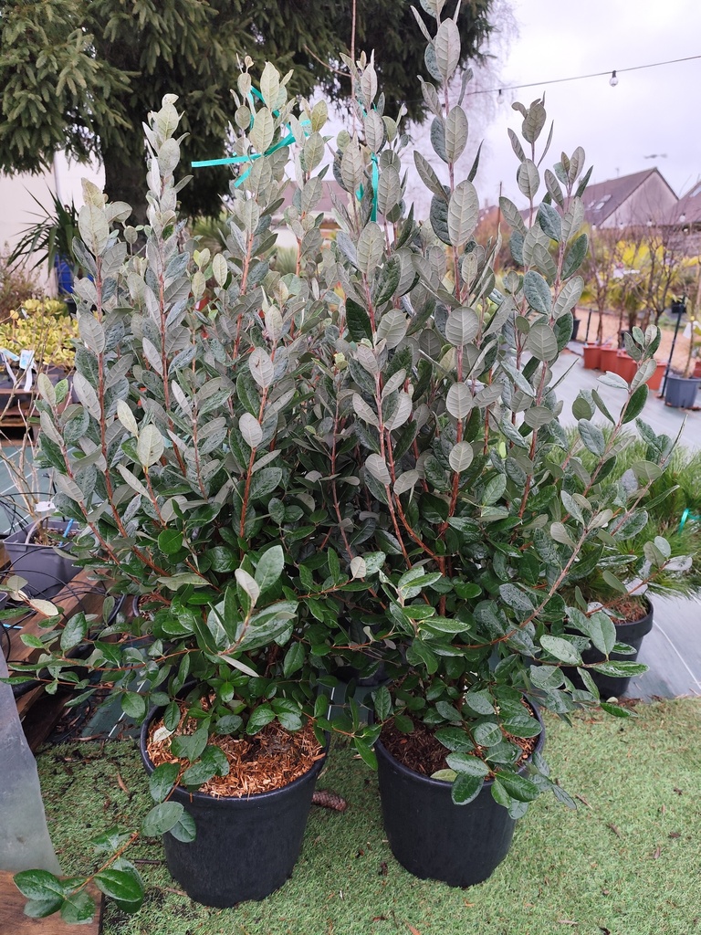 Feijoa sellowiana - Goyavier du Brésil 18L